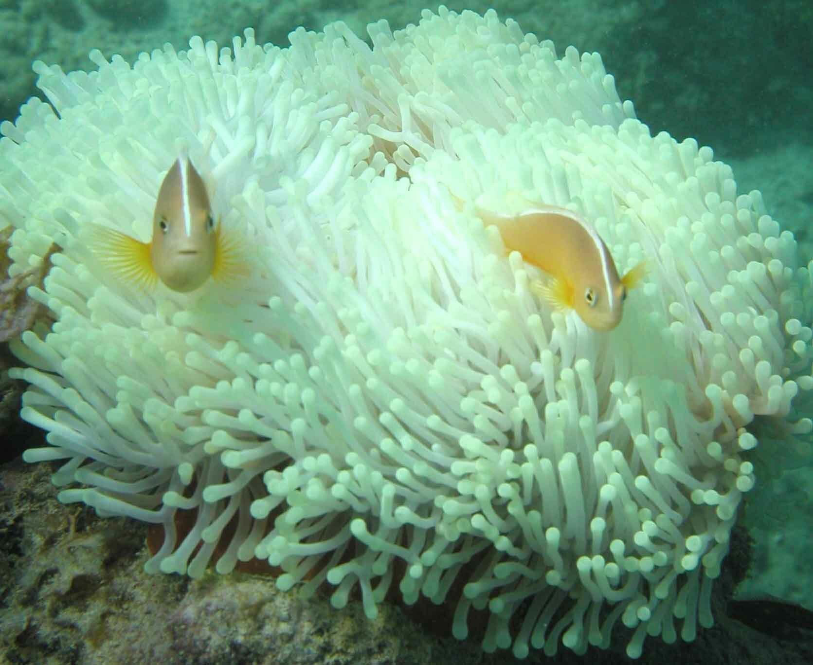 coral bleaching