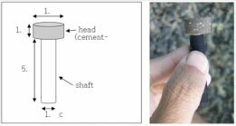 Coral Peg fig1 and 2